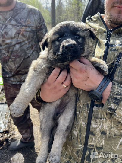 В добрые руки