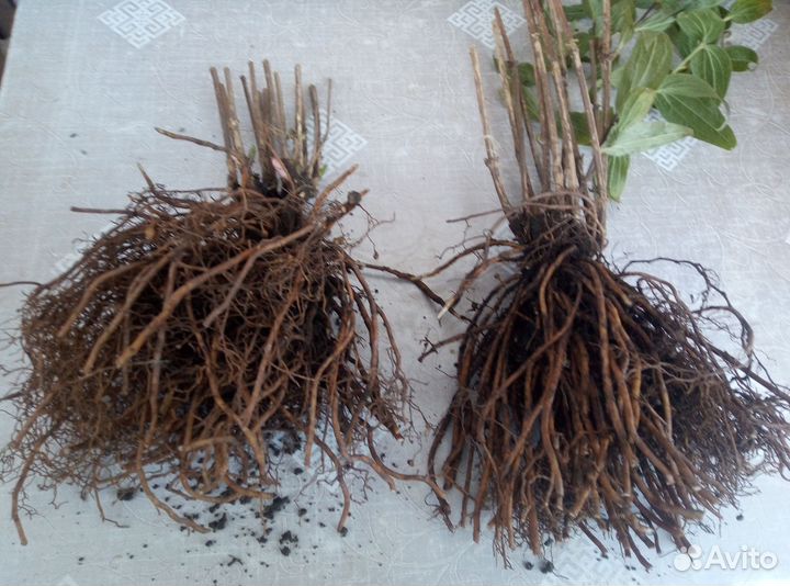 Клематисы кустовые