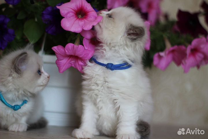 Регдолл котик и кошечка Rag a03 WCF