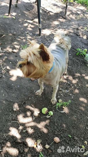 Домашняя передержка собак