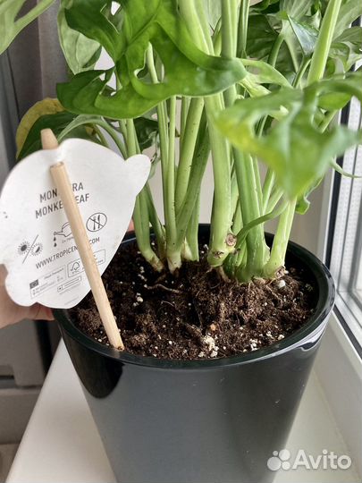 Монстера Манки в кашпо