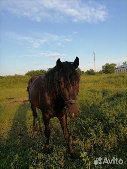 Лошадь (жеребец)