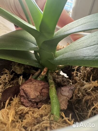 Орхидея фаленопсис