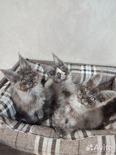 Котята мейн-кун
