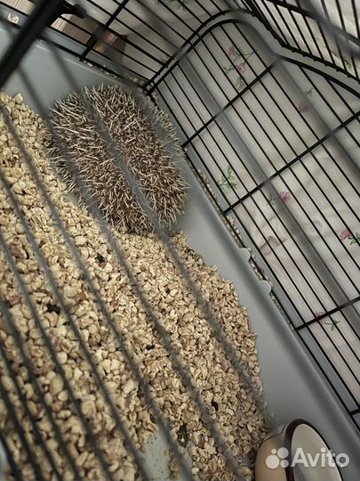 Карликовый африканский ежик