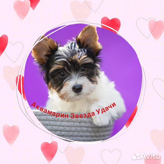 Продам щенка бивера, щенки бивер