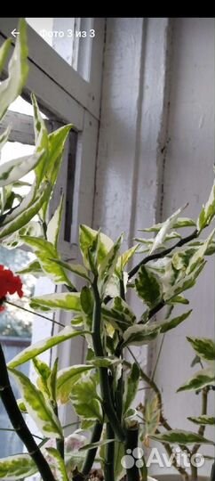 Педилантус