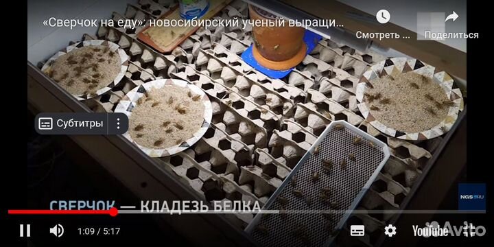 Инкубатор для насекомых сверчков