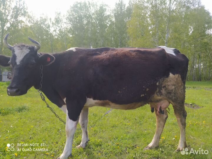 Корова дойная