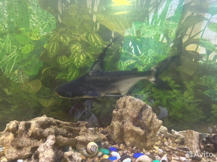 Сом акулий пангасиус