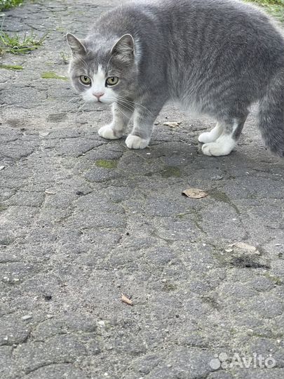 Кошки в добрые руки