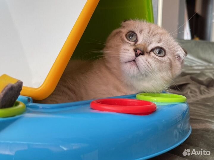 Шотландские вислоухие котята скотиш фолд