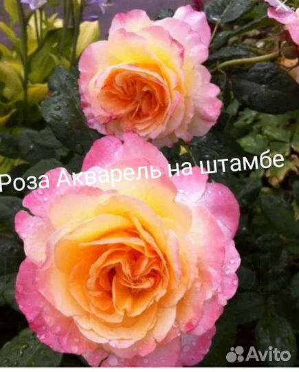 Роза на штамбе в ассортименте