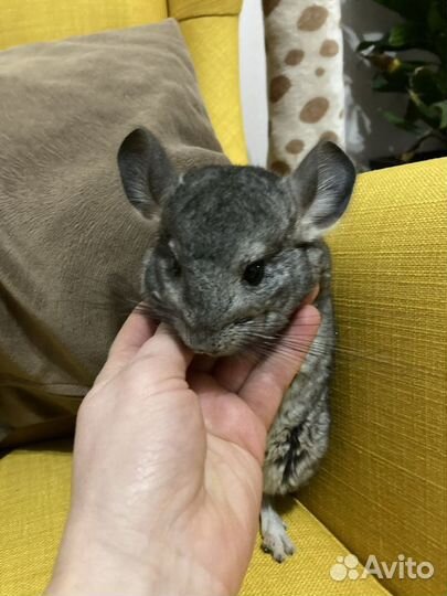 Передержка грызунов и попугаев