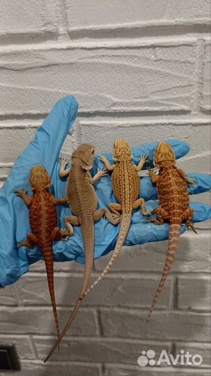 Бородатая агама