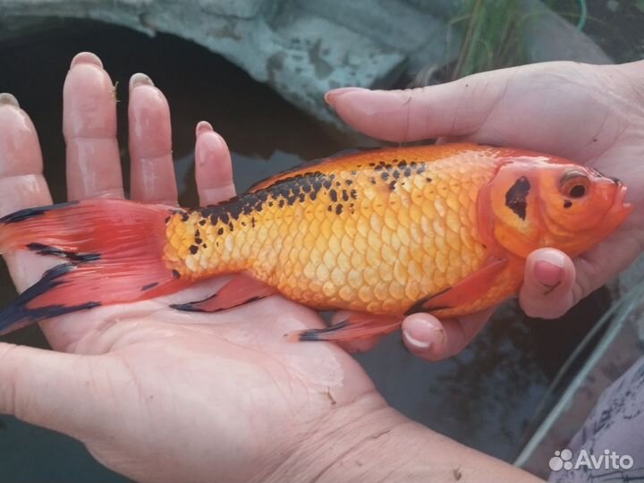 Золотая рыбка комета