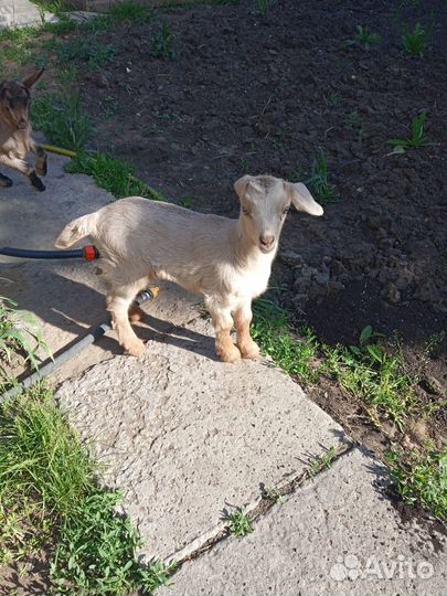 Продам козлят