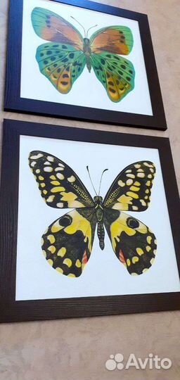 Бабочка картина 30*30