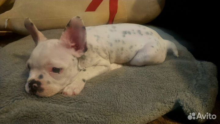 Французский бульдог