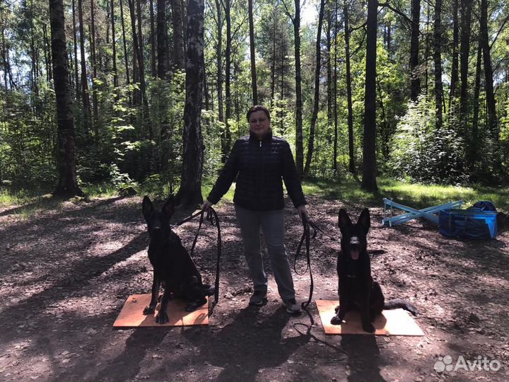 Дрессировка собак. Кинолог