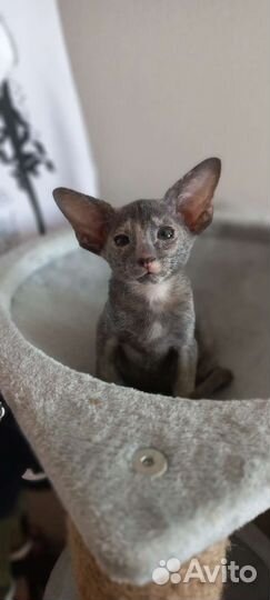 Ориентальные котята
