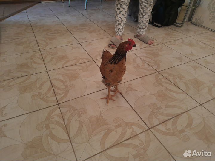 Молодые петухи