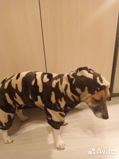 Продам комбинезон для собаки