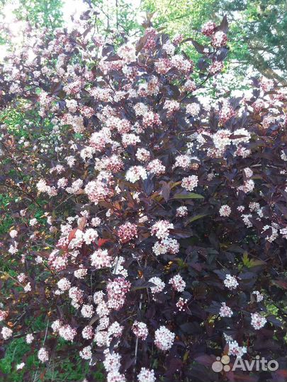 Облепиха, пузыреплодник,форзиция