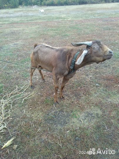 Нубийский козёл