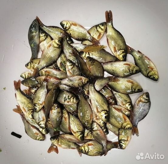 Красный карась (малек)