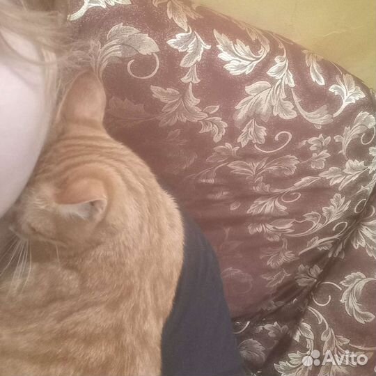 Очень ласковый котик