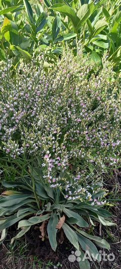 Кермек для флористики