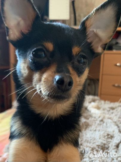 Вязка собак той терьеров