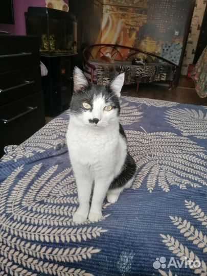 Кошка ищет дом