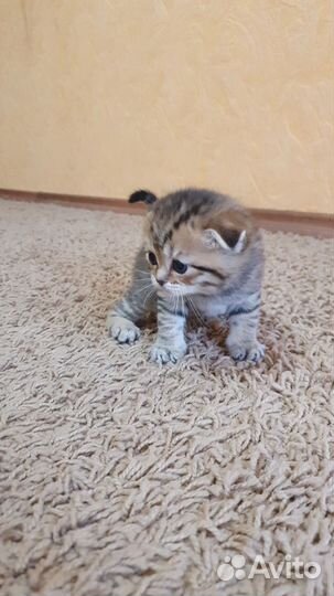 Британские котята
