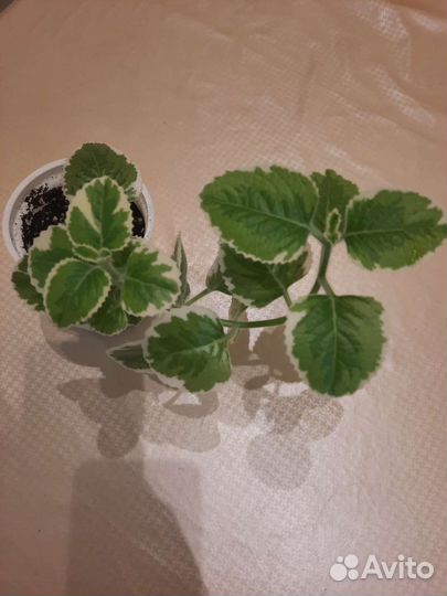 Плектрантус