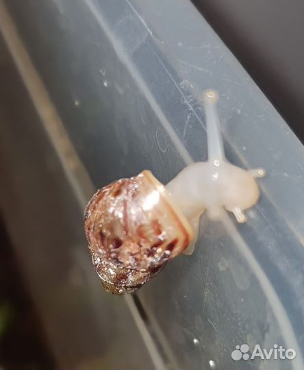 Улитки ахатины ахатинская улитка