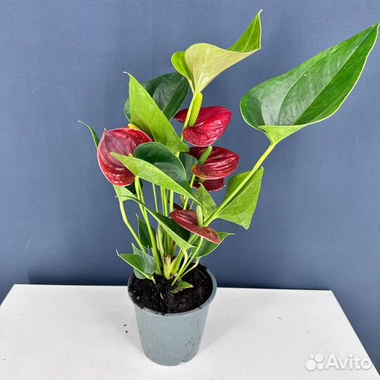 Антуриум андрианум красный