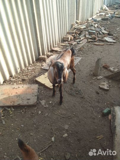 Нубийский козел