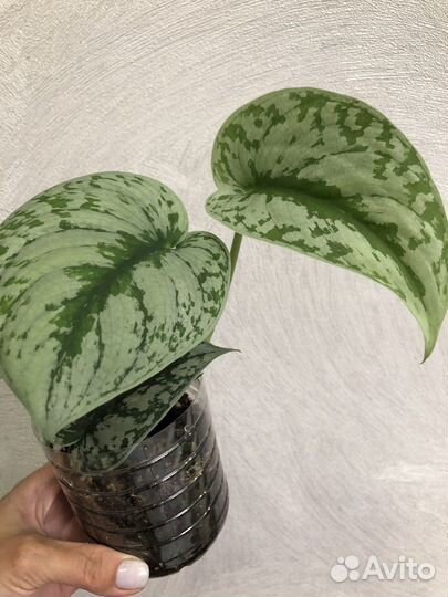 Сциндапсус пиктус треби