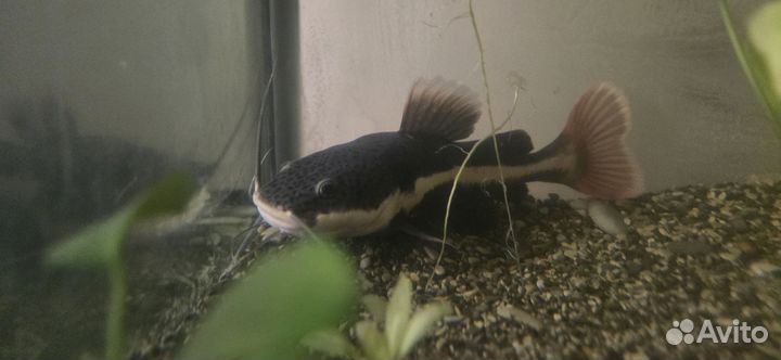 Краснохвостый сом 20см