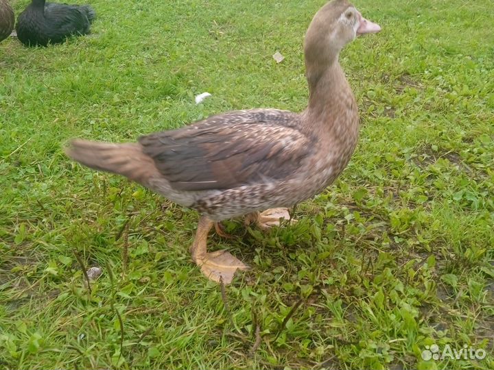 Индоутки на племя