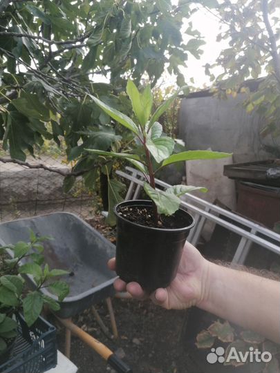 Джинура лечебная