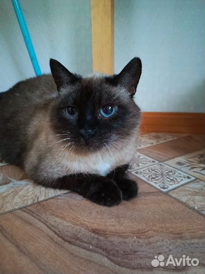 Кот