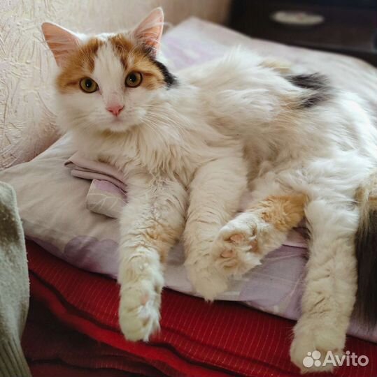 Кошечка В добрые руки