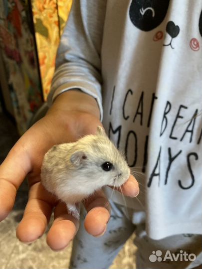 Джунгарский хомяк