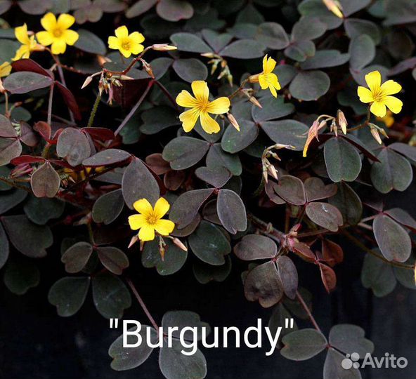 Oxalis vulcanicola 3 сорта