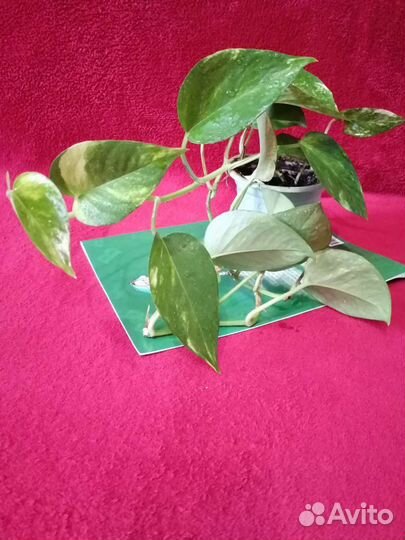 Эпипремнум