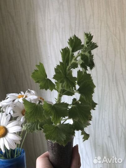 Пеларгония герань