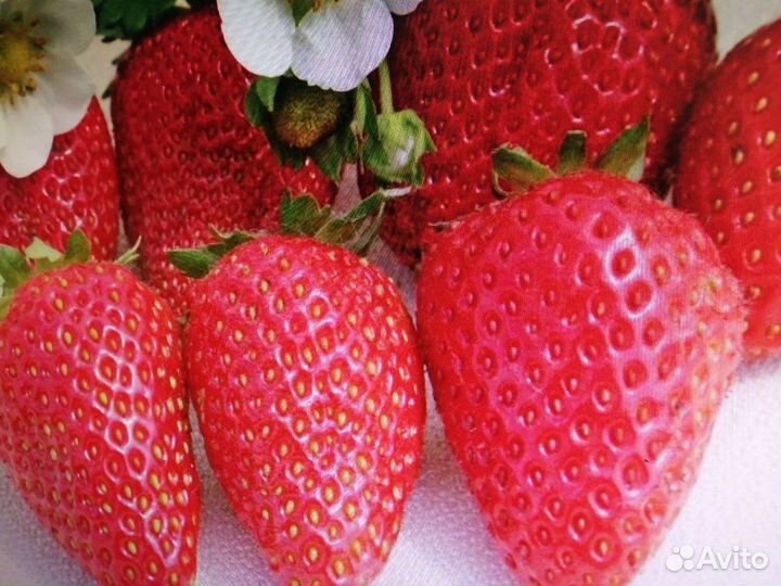 Рассада клубники